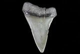 Fossil Mako Shark Tooth - Georgia #75082-1